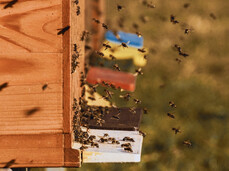 Aus Holz...ein Bienenstock