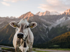 The scent of tradition: in the cheese vault