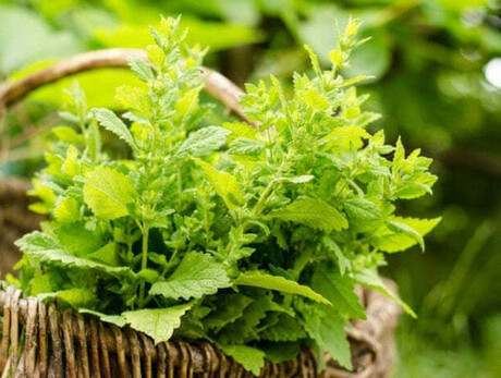 Between foraging and survivalism: herbs to eat