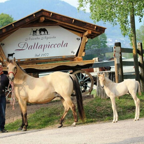 "Dalla Piccola" Reiterhof und landwirtschaftlicher Betrieb  