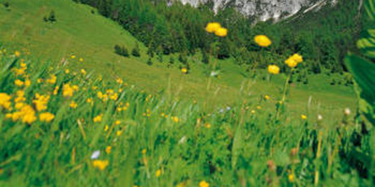 Palestra naturale Mulaz #1