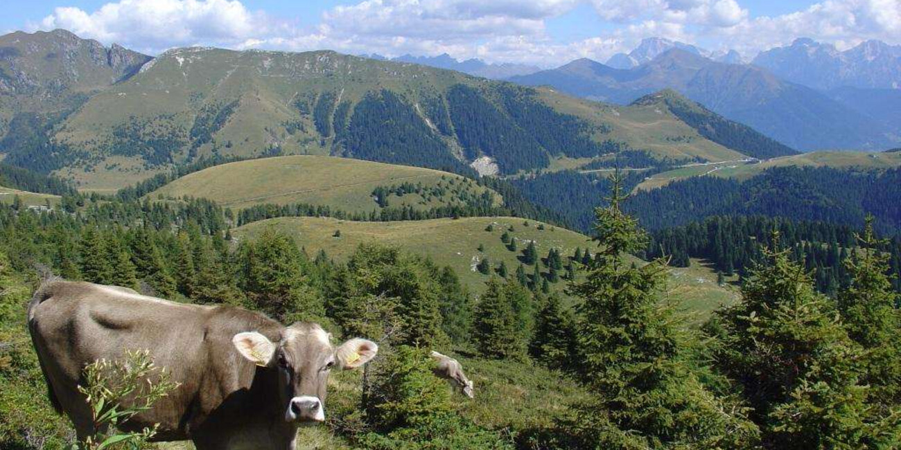 Der Trodo dei Fiori #2