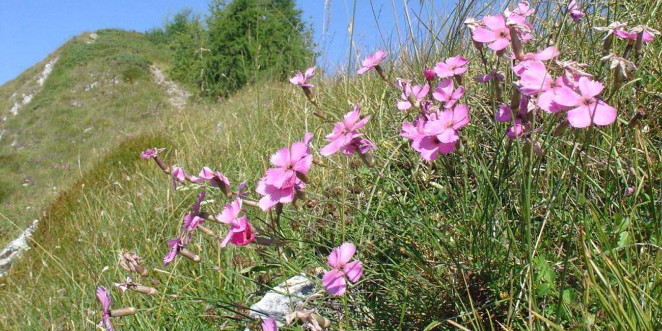 Der Trodo dei Fiori #3