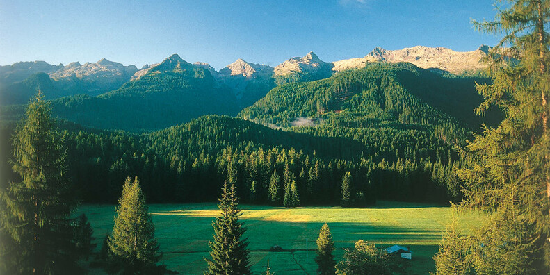 The Violins' Forest #2