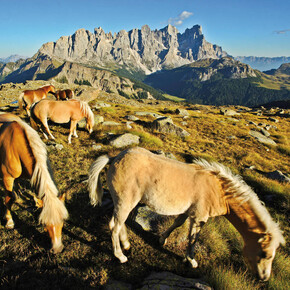 Natuurpark Paneveggio - Pale di San Martino