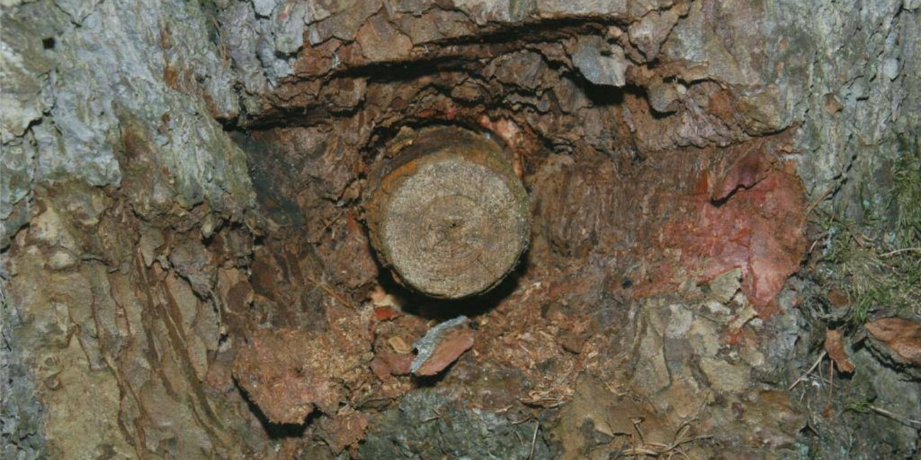 Der Terpentinpfad #1