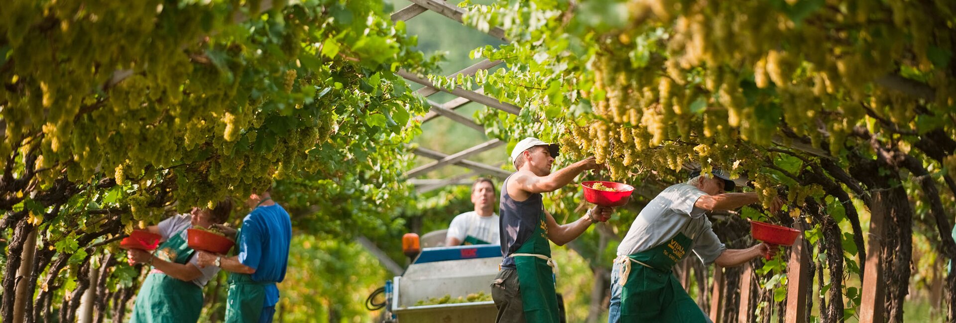 Ernte zusammen, Rotaliana Ebene Königsberg , September - Italien