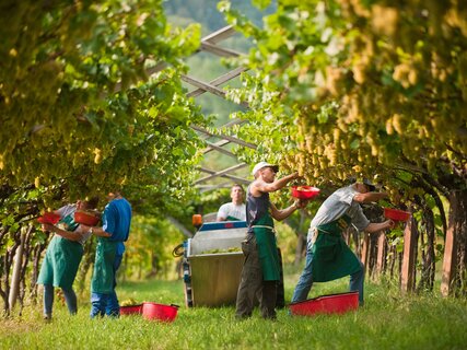 Ernte zusammen, Rotaliana Ebene Königsberg , September - Italien