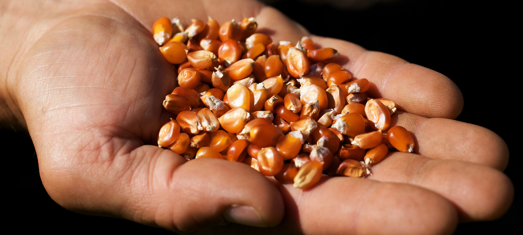 Mano di un contadino con sementi di mais variet