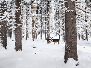 Val di Fiemme - Paneveggio Wald - Rehe im verschneiten Wald