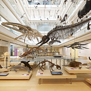 Trentino - Trento - Muse - Science Museum