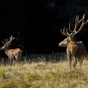 Animals to be seen in autumn in Trentino