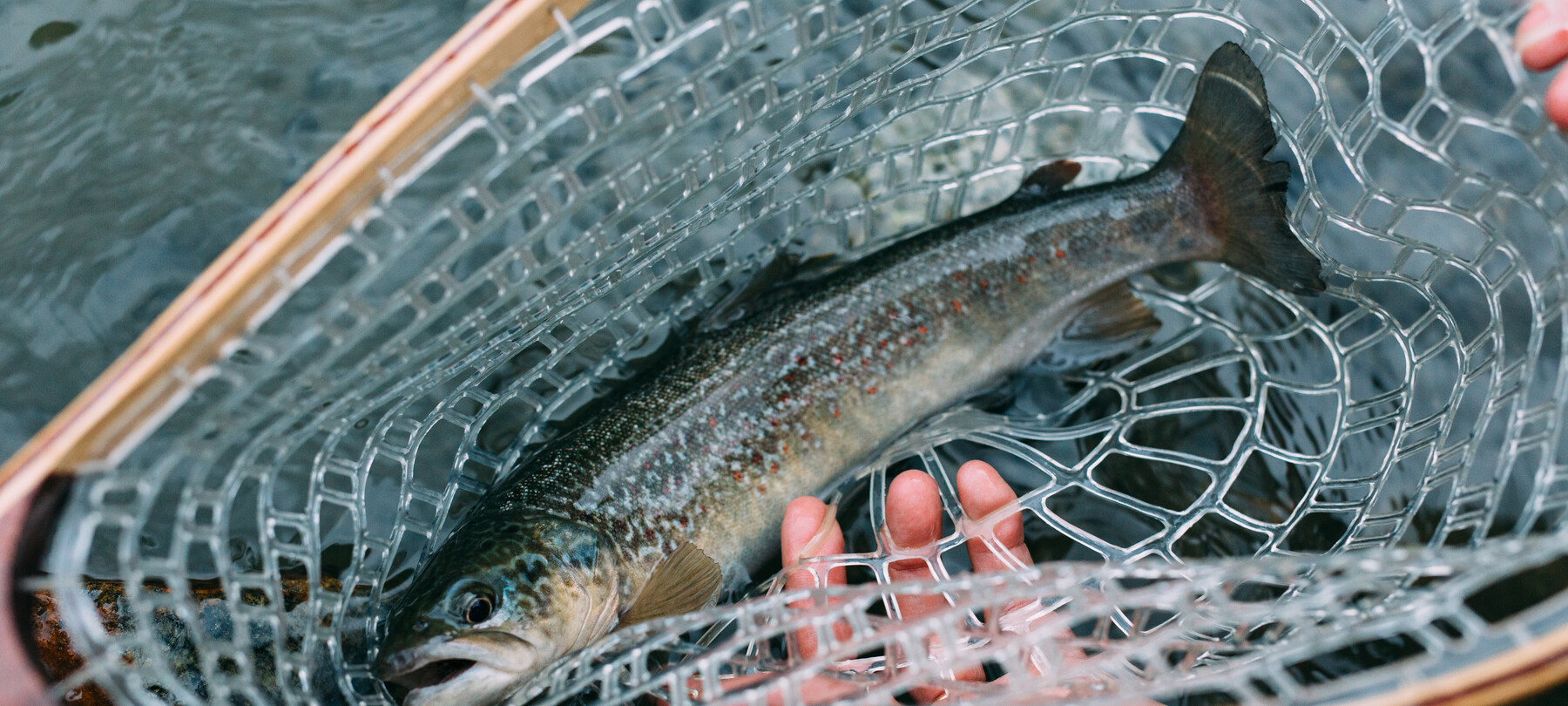 Pesca - retino - Salmerino