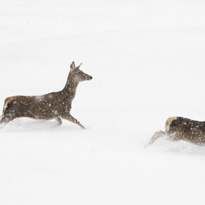 Die Sagenwelt der Dolomiten