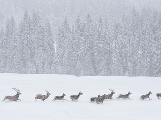 Wilde Tiere während eines Schneesturms in den Naturparks des Trentino