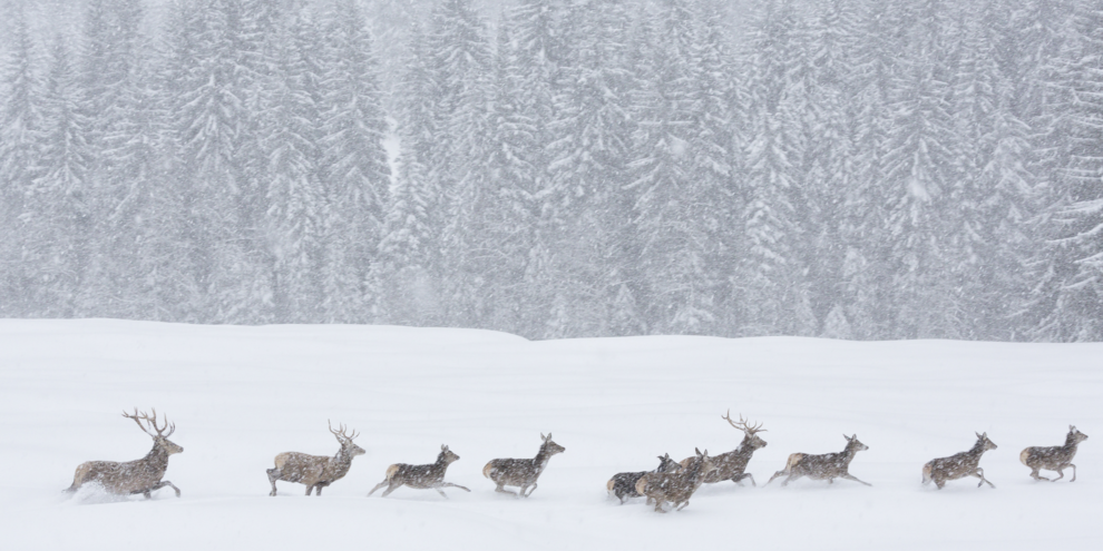 Wilde Tiere während eines Schneesturms in den Naturparks des Trentino