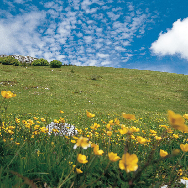 Network of Nature Reserves - Bondone