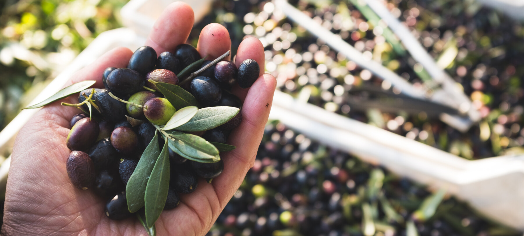 Olivenöl extra vergine aus dem Garda Trentino
