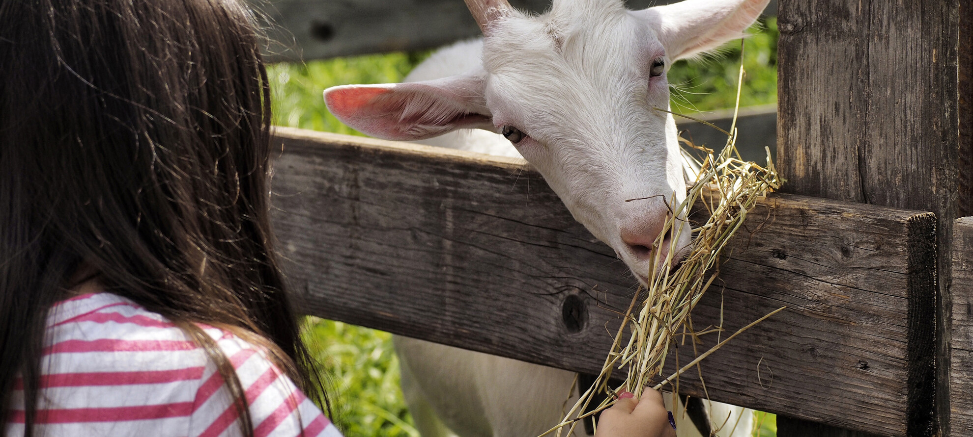 Kleine Landwirte für einen Tag