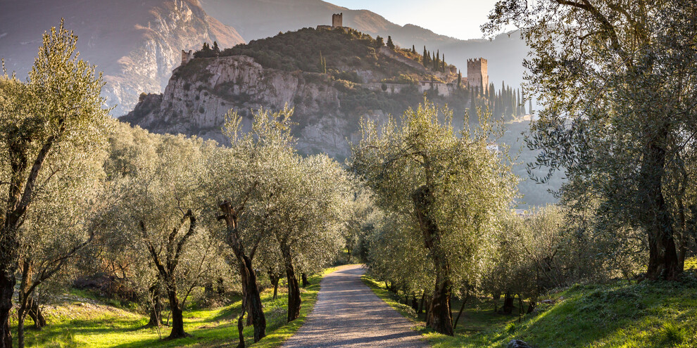 Il Sentiero dell‘Olivo