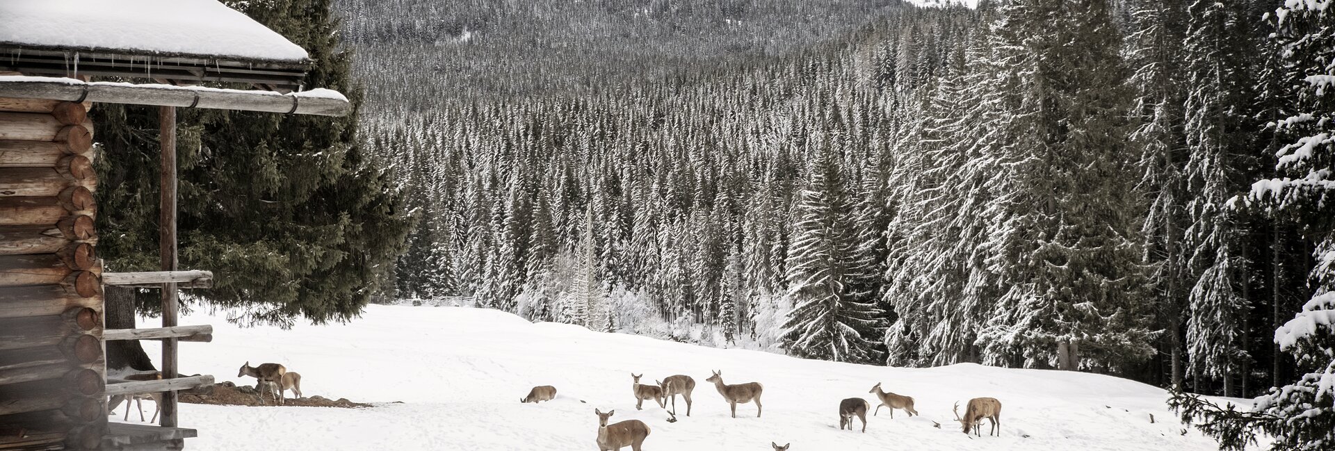Der Naturpark Paneveggio-Pale di San Martino
