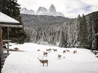 Der Naturpark Paneveggio-Pale di San Martino