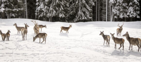 Наша природа