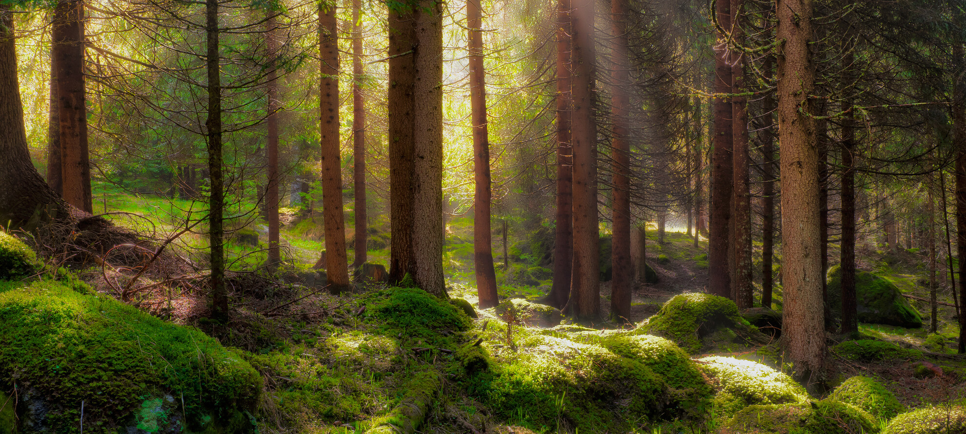… i żyli długo i szczęśliwie!