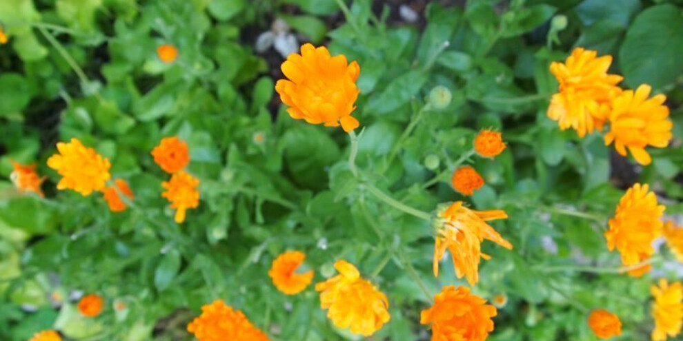 Fiori di calendula nel nostro orto-giardino