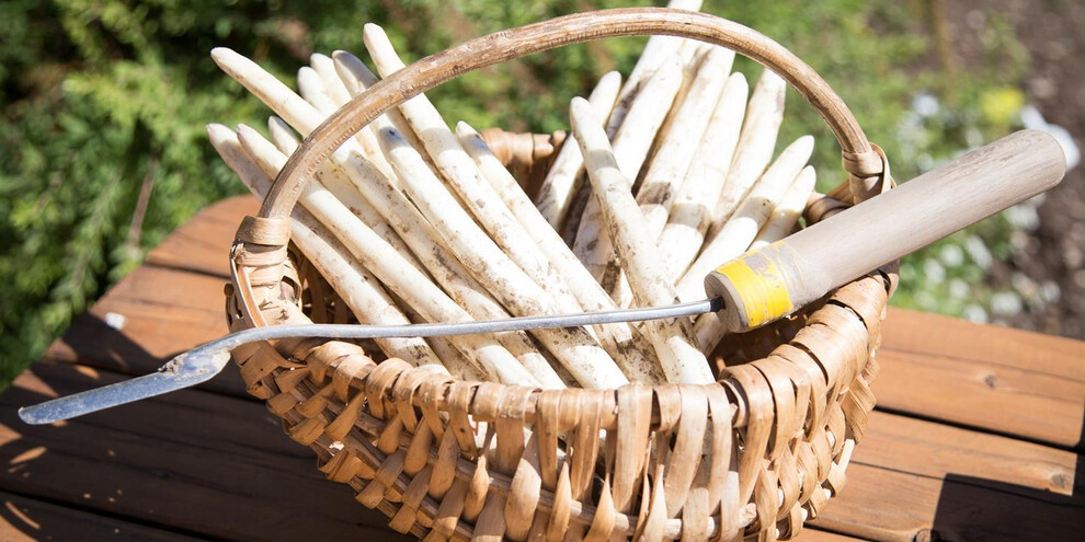 Spargel, vom Feld auf den Tisch