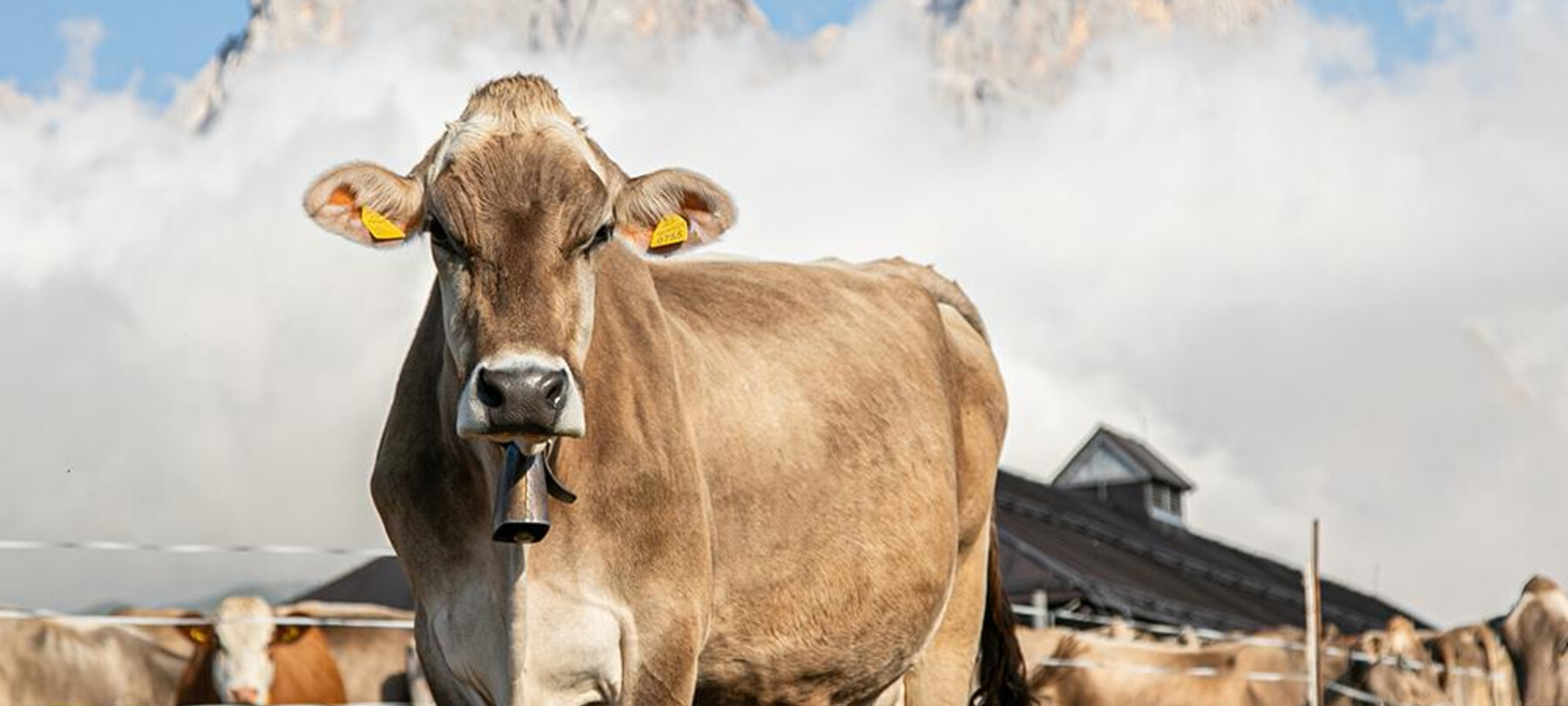 storie-di-latte-i-segreti-dell-alpeggio-2