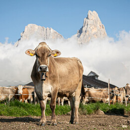 I segreti dell'alpeggio