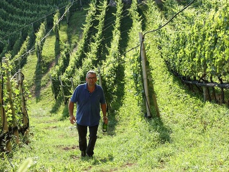 Wine Trekking