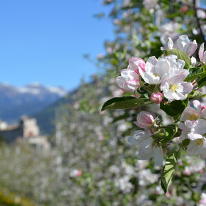 Aprile Dolce Fiorire