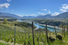 Passeggiata in vigna con degustazione