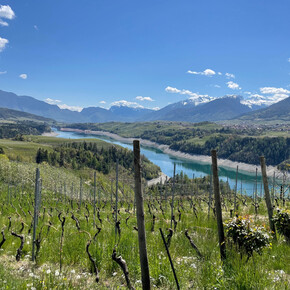 Passeggiata in vigna con degustazione