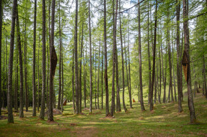 Dit zijn de drie verborgen parels van Trentino: van hangbruggen, blotevoetenpaden, mediterraanse sferen tot aan botanische tuinen. 