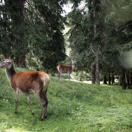Region, Bevölkerung, Natur, Wirtschaft, Kultur und Tourismus  TRENTINO: ZAHLEN, DATEN UND FAKTEN