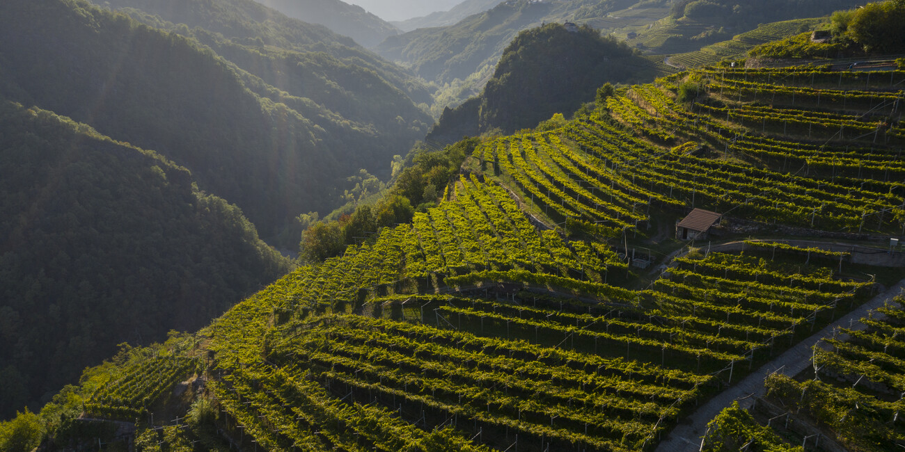 РАВНИНА РОТАЛИАНА: ПО ВИНОДЕЛЬНЯМ И ВИНОГРАДНИКАМ В СЕДЛЕ ВЕЛОСИПЕДА #11