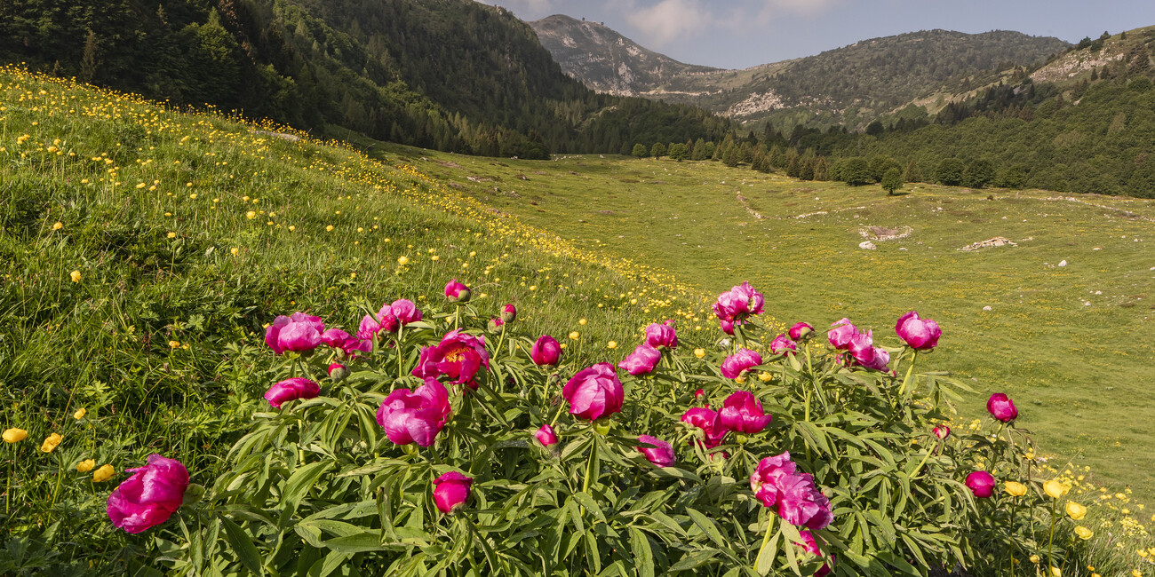 A JOURNEY THROUGH THE MOST SPECTACULAR ALPINE BLOOMS #1