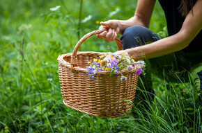 In Trentino la primavera è nutrimento che si fa scoperta