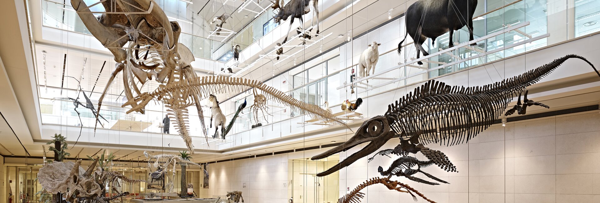 Das MUSE - Museum für Wissenschaft