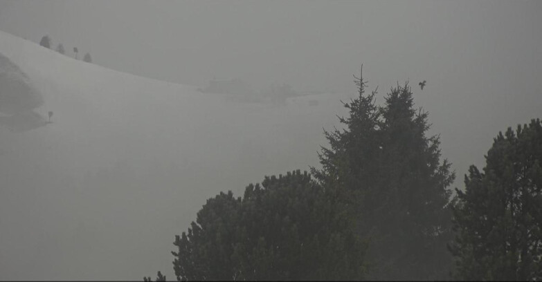 Webcam Bellamonte-Alpe Lusia  - Pista Dolomitica